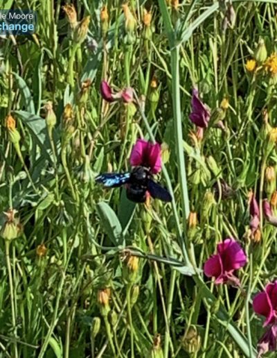 Attracting natural pollinators