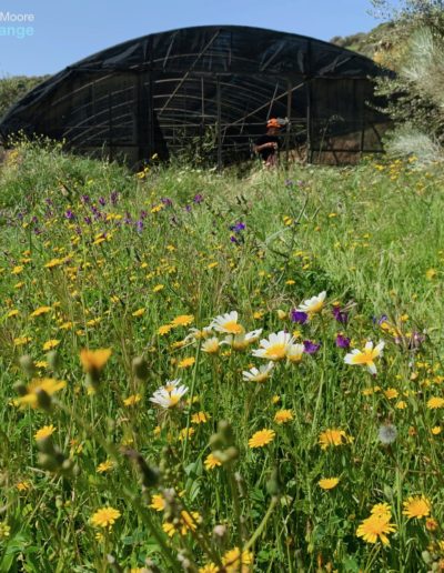 Conserving native flora