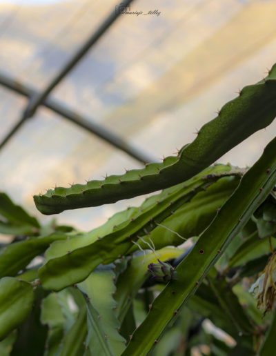 Pitaya bud