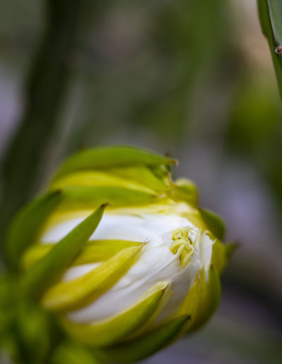 Pitaya flower