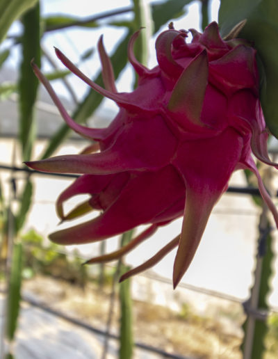 Pitaya fruit ripening