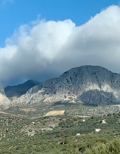 Protecting our Mediterranean olive groves